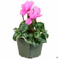 Pink Cyclamen 4 inch