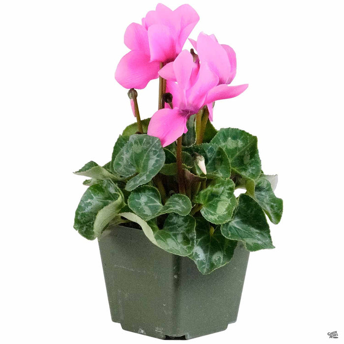 Pink Cyclamen 4 inch
