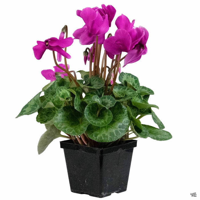 Purple Cyclamen 4 inch