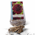 Dahlia Decorative - Arabian Night 2-pack