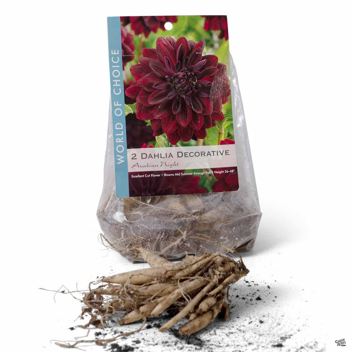 Dahlia Decorative - Arabian Night 2-pack