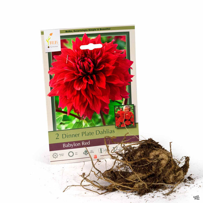 Dinner Plate Dahlias Babylon Red 2-pack