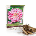 Dinner Plate Dahlias Bristol Stripe 2-pk
