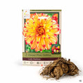 Dinner Plate Dahlias Lady Darlene