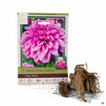 Dinner Plate Dahlias Lilac Time 2- pack