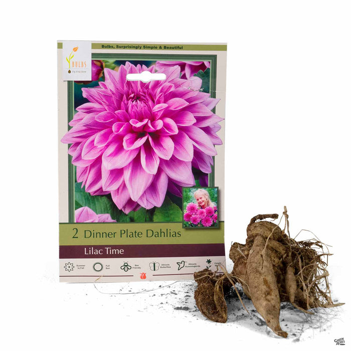 Dinner Plate Dahlias Lilac Time 2- pack