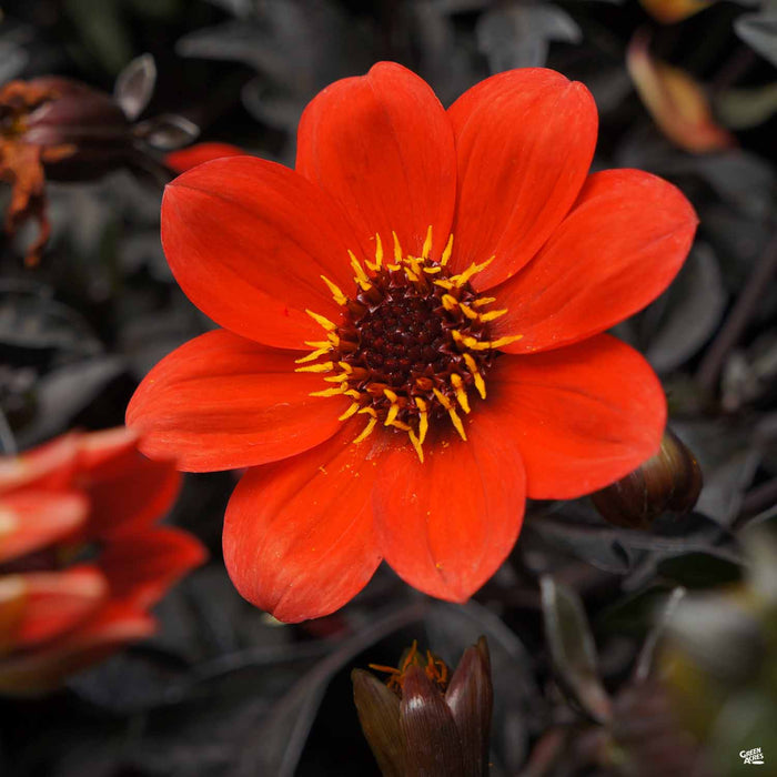 Dahlia 'Mystic' Enchantment