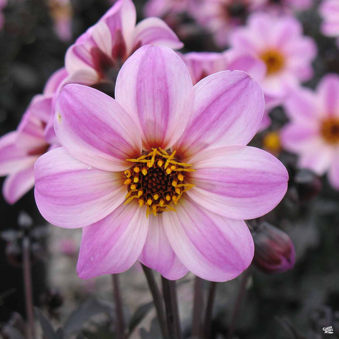 Dahlia 'Mystic' Dreamer