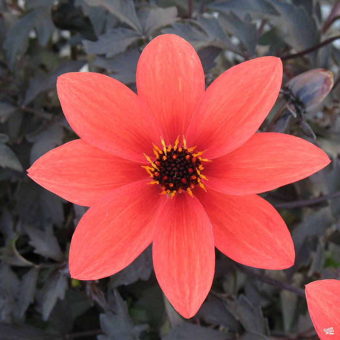 Dahlia 'Mystic Desire'