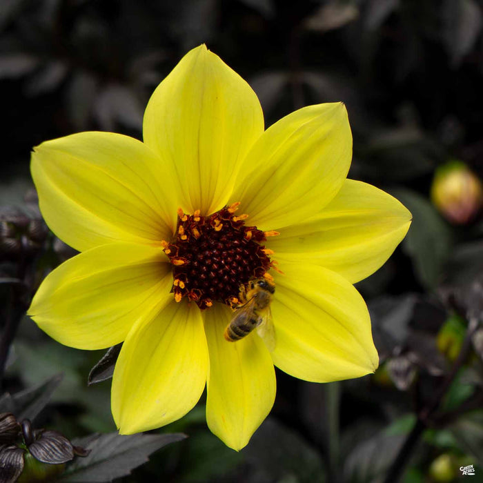 Dahlia 'Mystic' Illusion