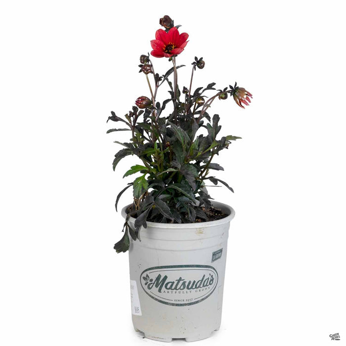 Dahlia 'Mystic' Enchantment 1 gallon