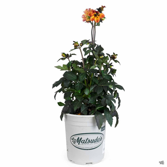 Dahlia 'Mystic' Haze Orange 1 gallon