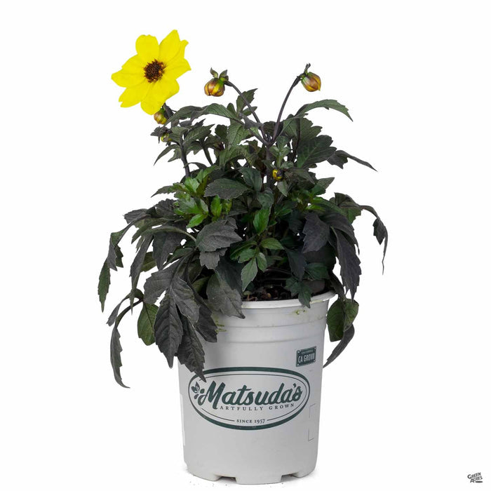 Dahlia 'Mystic' Illusion