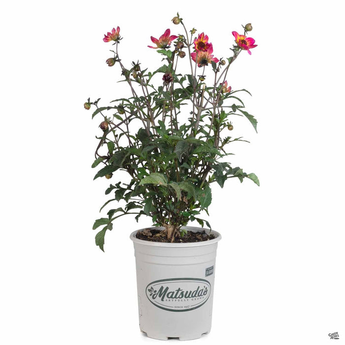 Dahlia 'Mystic' Sparkler 1 gallon