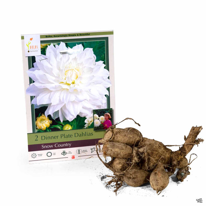 Dinner Plate Dahlias Snow Country 2-pack