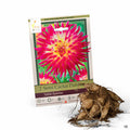 Semi Cactus Dahlias Tahiti Sunrise 2-pack
