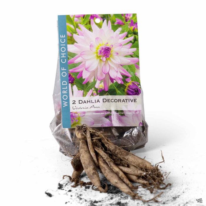Dahlia Decorative - Victoria Ann 2-pack