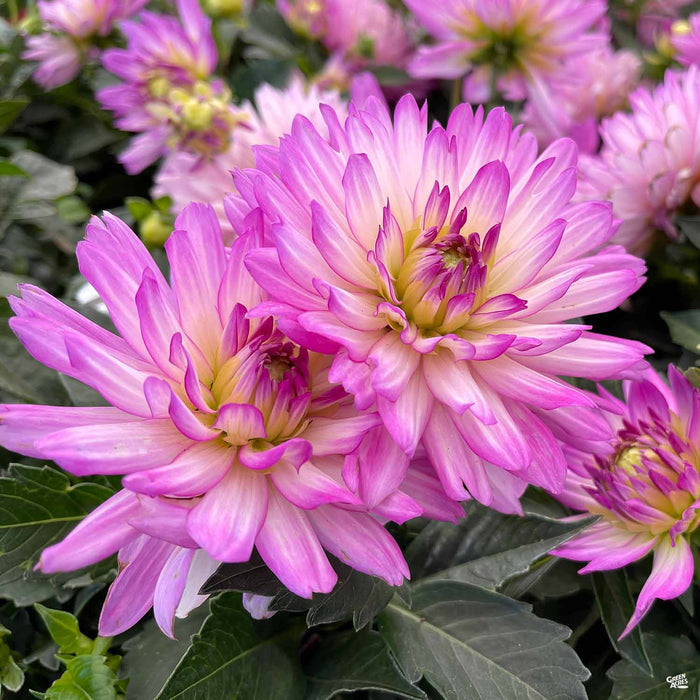 Dahlia XXL Pink
