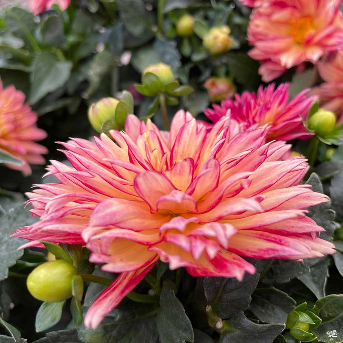 Dahlia XXL Series