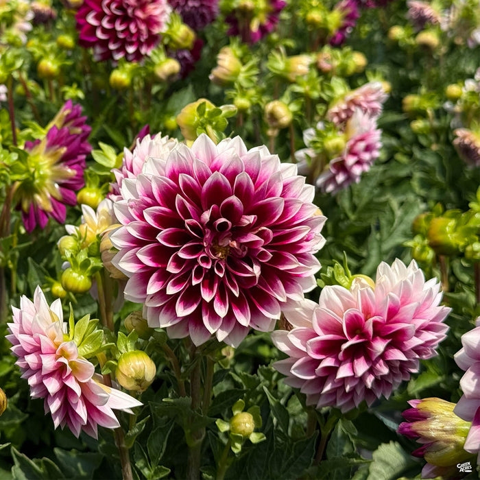 Purple and White Dahlia