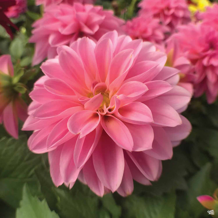 Pink Dahlia