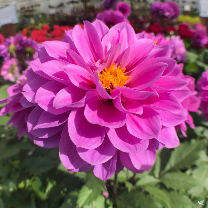 Purple Dahlia