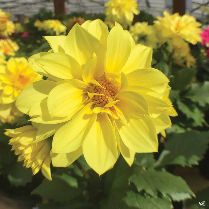 Yellow Dahlia