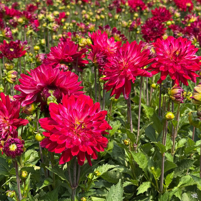 Rose Pink Dahlia
