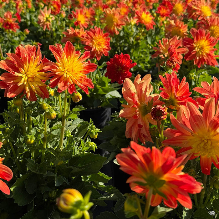 Orange and Yellow Dahlia