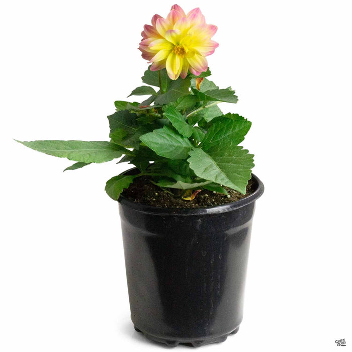 Dahlila hypnotica 'Rose BiColor' 1 gallon