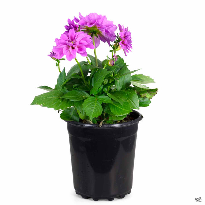 Dahlila Hypnotica 'Lavender' 1 gallon