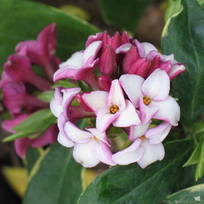 Daphne 'Marginata'