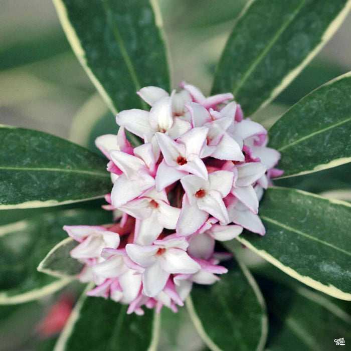 Daphne 'Marginata'