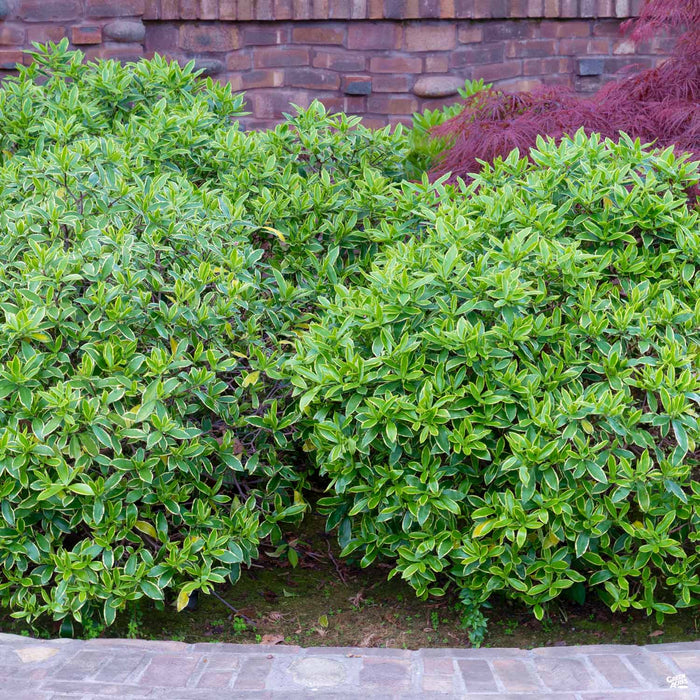 Daphne 'Marginata'