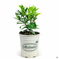 Daphne 'Marginata' 1 gallon