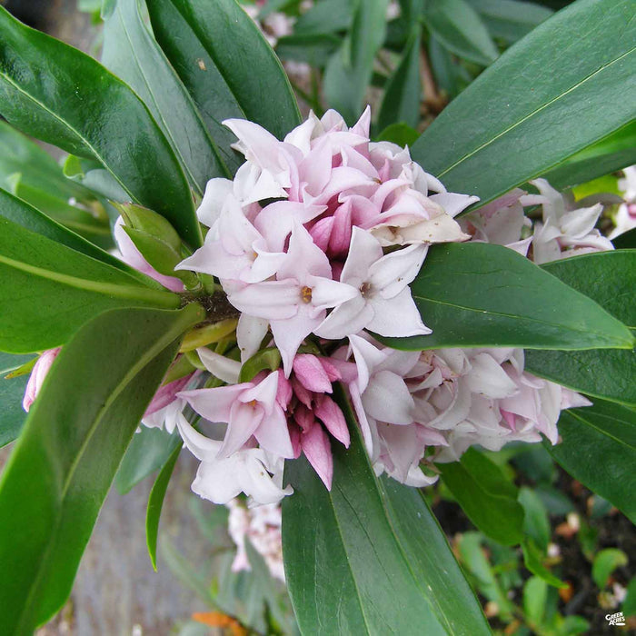 Daphne 'Perfume Princess'