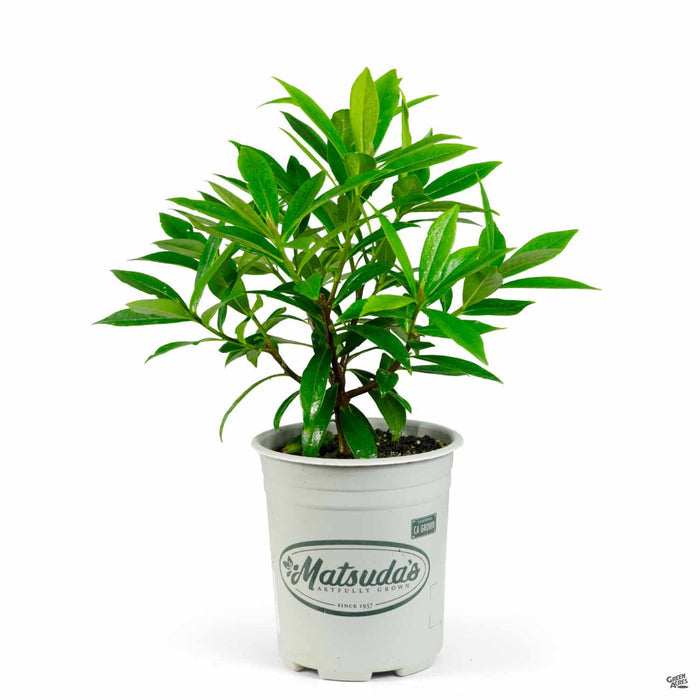 Daphne Perfume Princess 1 gallon