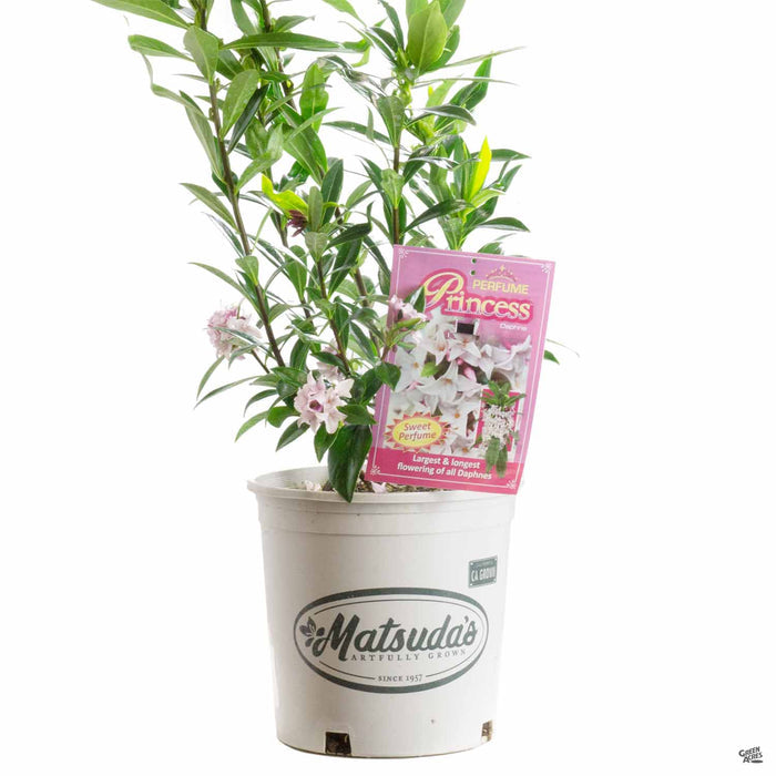 Daphne Perfume Princess 2 gallon