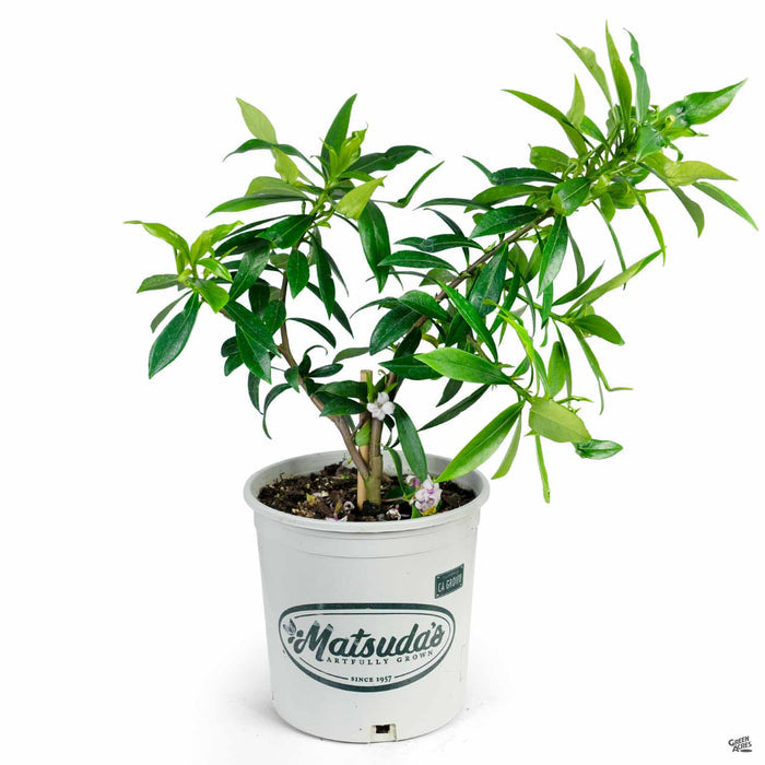 Daphne 'Perfume Princess' 2 gallon