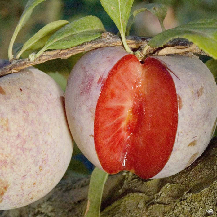 Pluot 'Dapple Dandy'