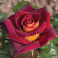 Dark Night Hybrid Tea Rose