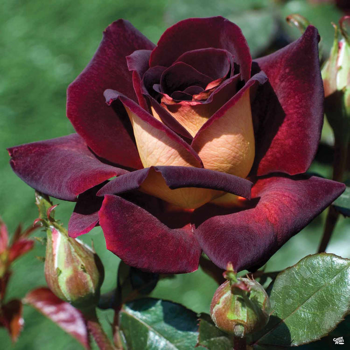 Dark Night Hybrid Tea Rose