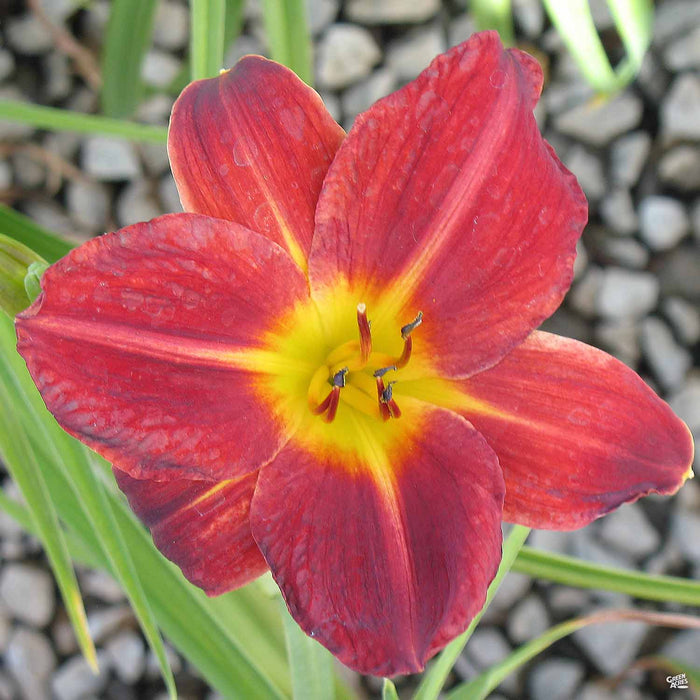 Daylily 'Baja'
