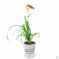 Daylily 'Baja' 1 gallon Matsuda's
