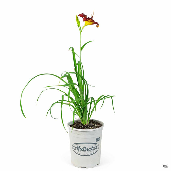 Daylily 'Baja' 1 gallon Matsuda's