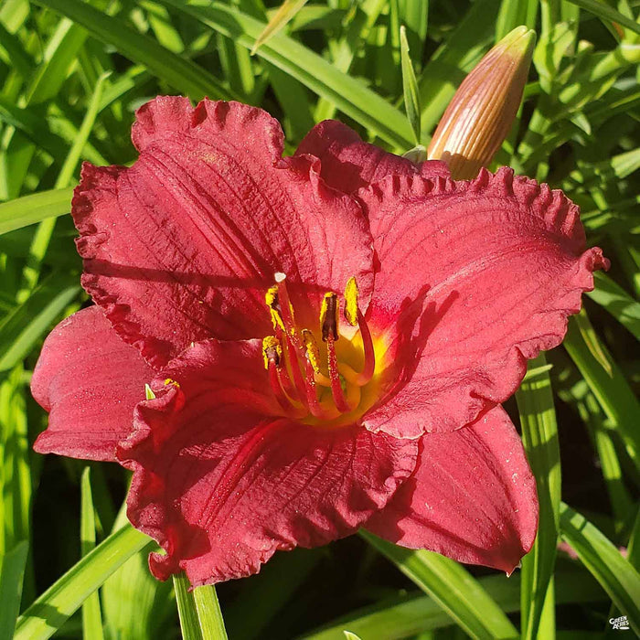 Daylily 'Cranberry Baby'