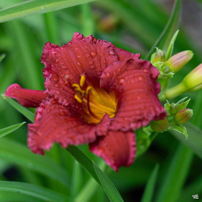 Daylily 'Cranberry Baby'