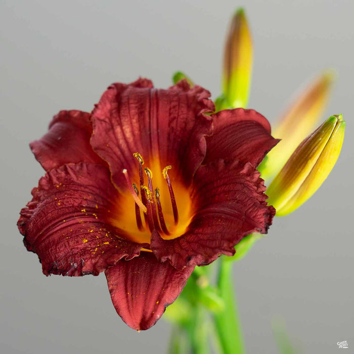 Daylily 'Cranberry Baby'