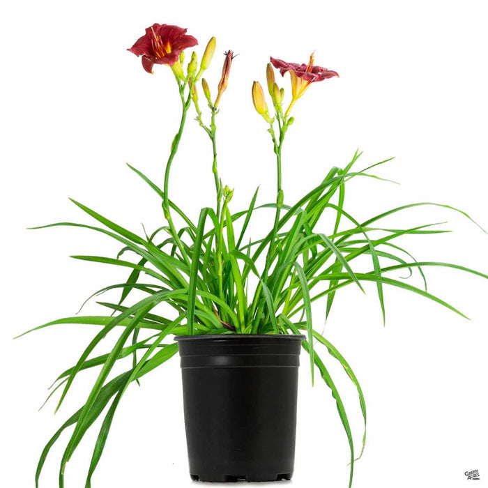 Daylily 'Cranberry Baby' 1 gallon