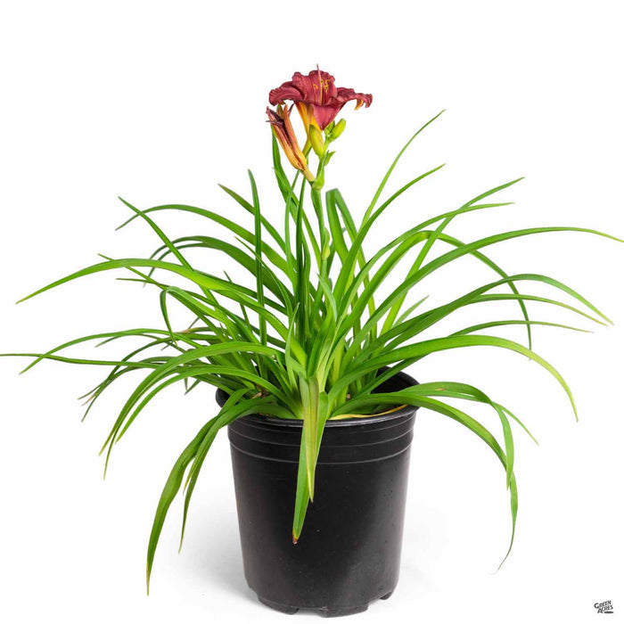 Daylily 'Cranberry Baby' 1 gallon
